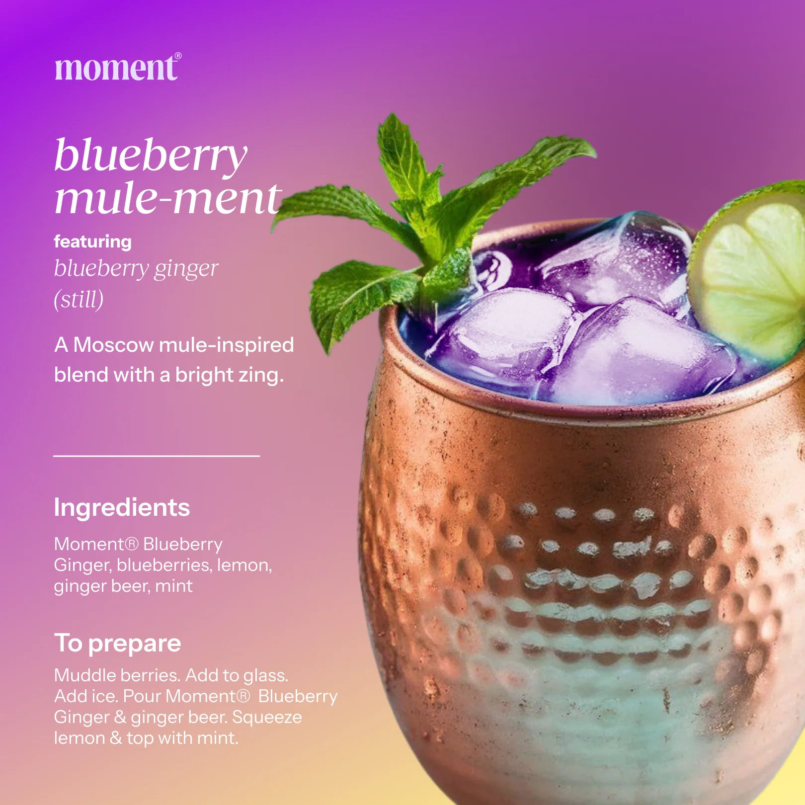 blueberry ginger (botanical tea | 12 pack) - Image 7